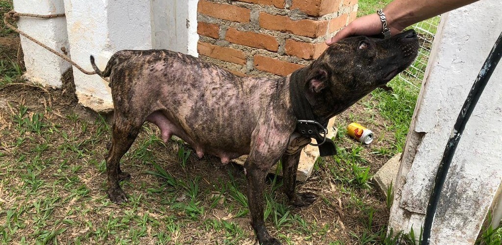Em São Paulo, rio-grandinos são presos em Rinha de Cães