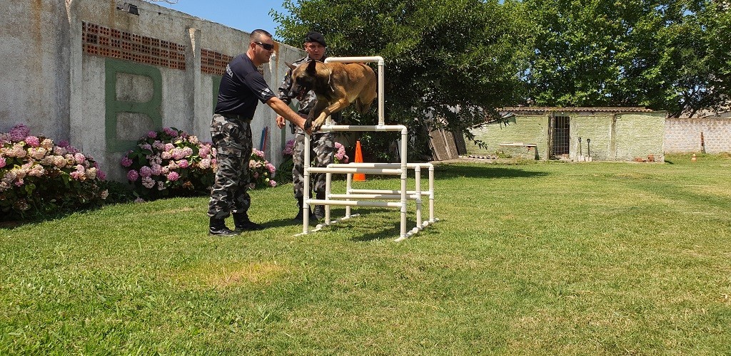 Patrulhamento com cães deverá ser ampliado em RG