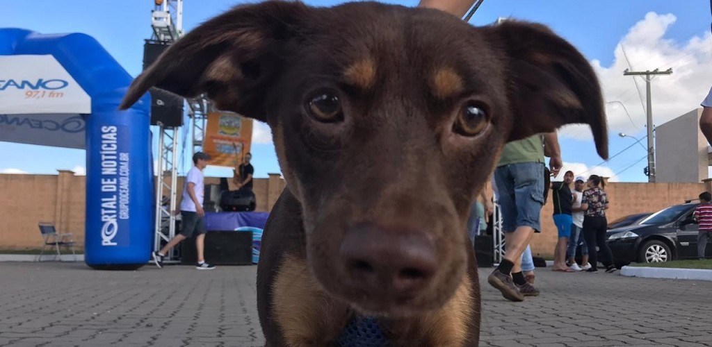 Mateada pela causa animal arrecada 1,4 tonelada de ração