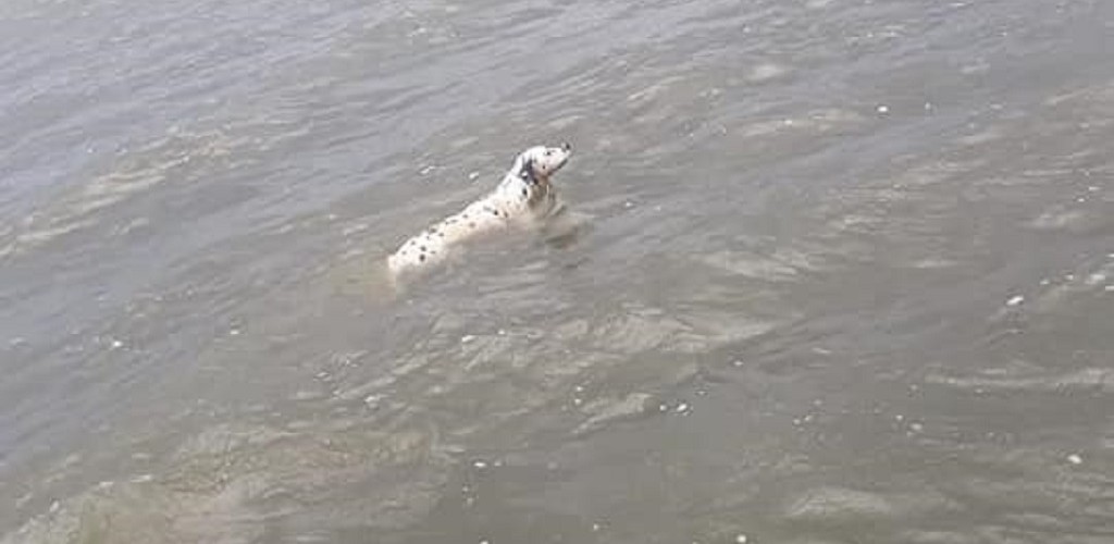 Cão nadador é localizado em São José do Norte