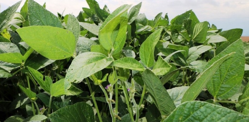 Recuperadas da falta de chuva, lavouras de soja seguem em desenvolvimento no RS