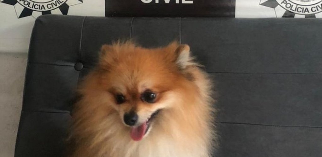 Polícia Civil recupera cão que havia sido roubado em shopping de RG