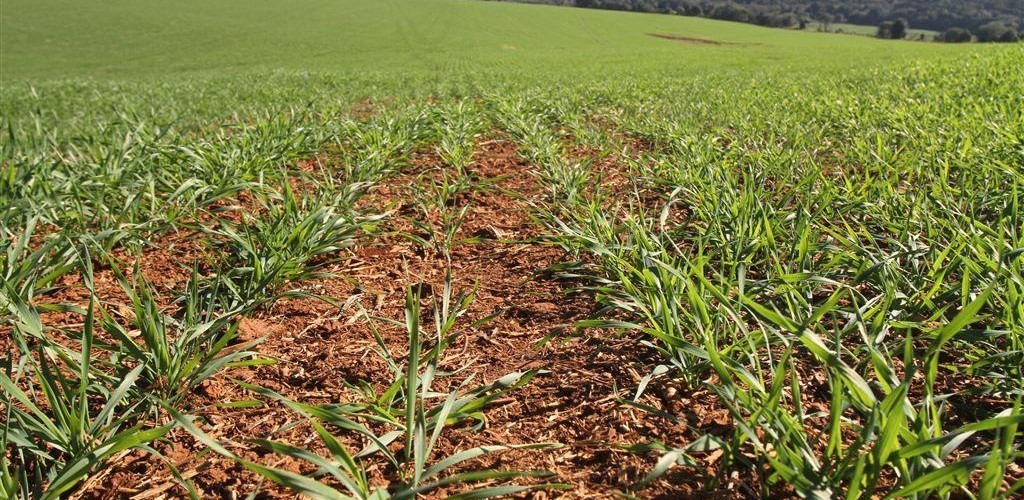 Estiagem prejudicou lavouras no município do Rio Grande
