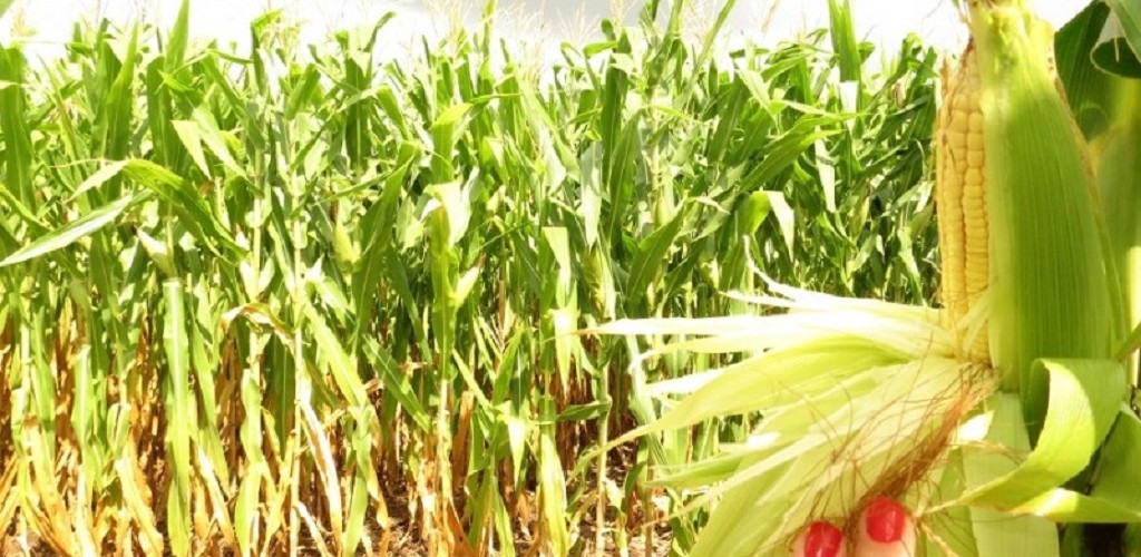 Metade das lavouras de milho do Estado estão colhidas no RS