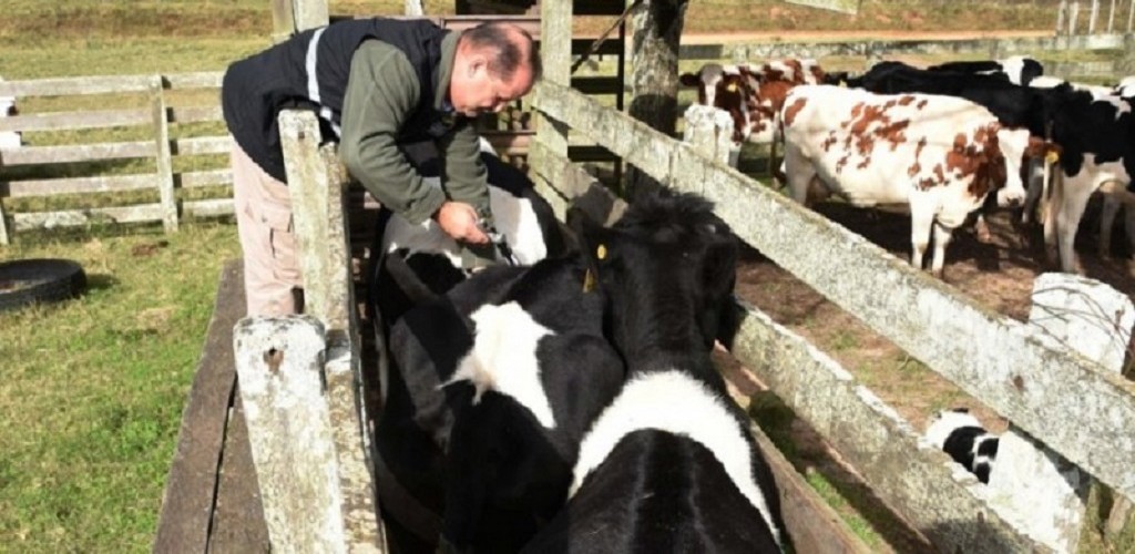 Prazo para vacinação contra aftosa no Rio Grande do Sul é prorrogado até 24 de abril
