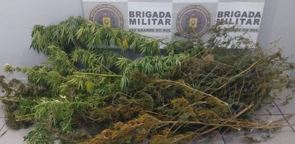 BM prende homem e apreende 'pé de maconha' em Pelotas