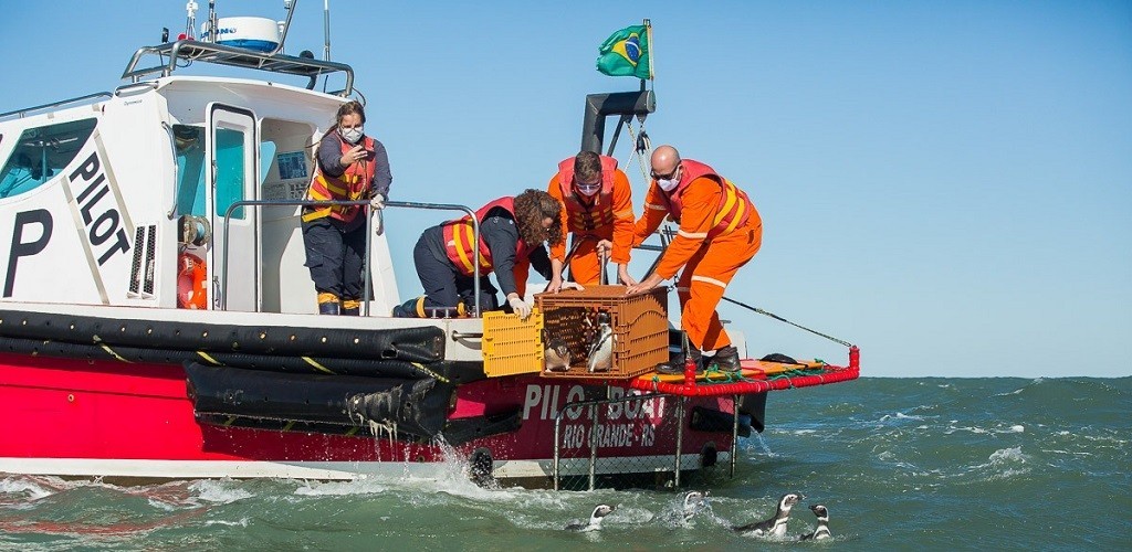 Centro de Recuperação de Animais Marinhos e Portos RS realizam soltura de pinguins