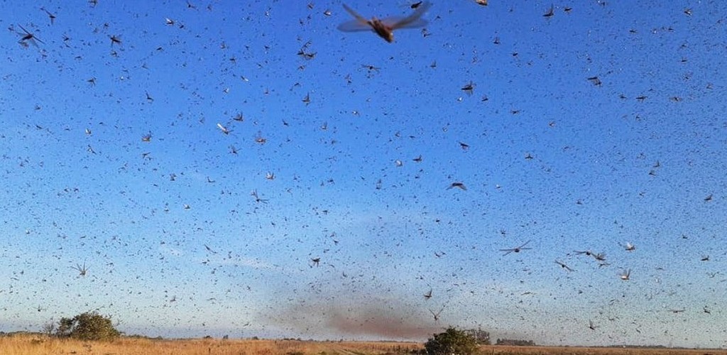 Ministério da Agricultura declara estado de emergência fitossanitária no RS