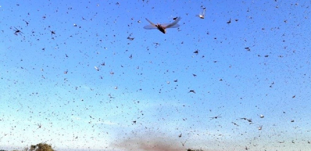 Com a volta do calor, Secretaria da Agricultura aumenta vigilância sobre nuvem de gafanhotos vinda da Argentina