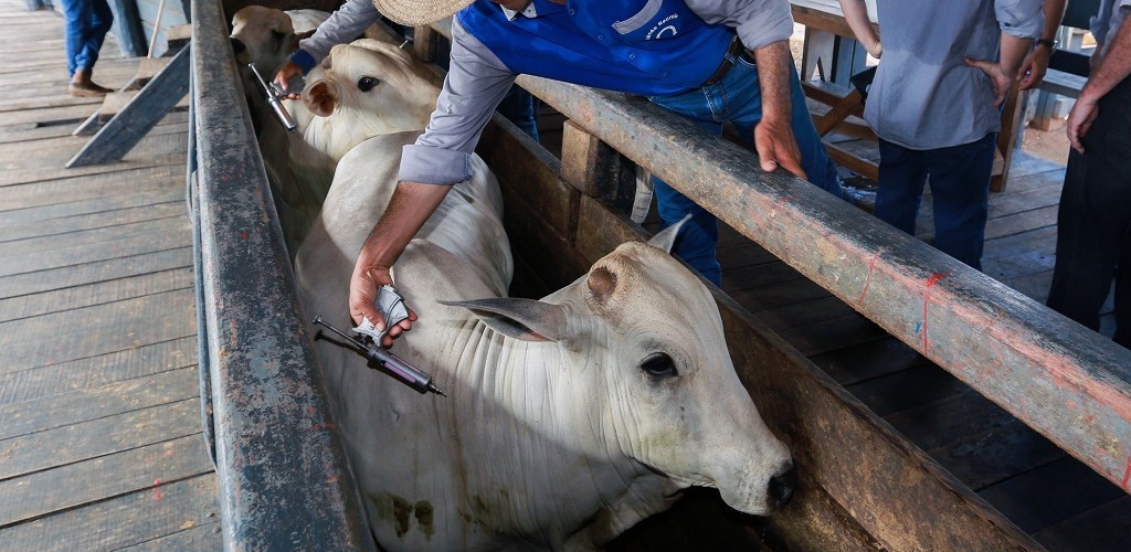 Avaliação sobre retirada de vacinação contra aftosa começa na Secretaria da Agricultura