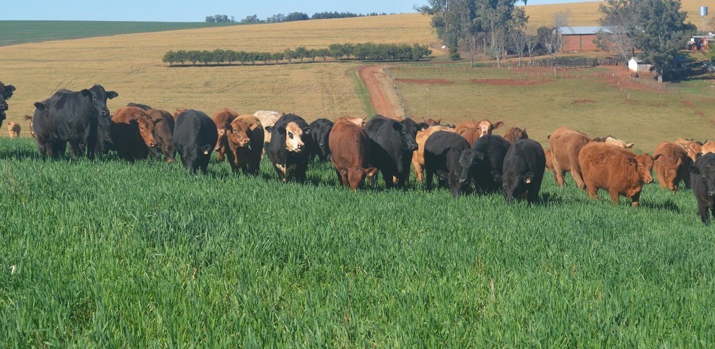 RS obtém reconhecimento como zona livre sem vacinação para aftosa