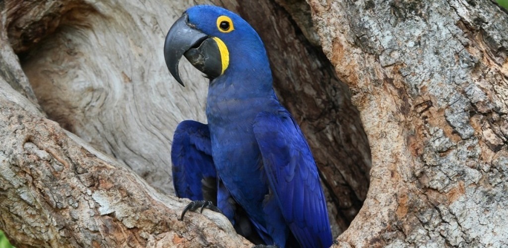 RS e SC se unem em plano de ação territorial para conservação de espécies ameaçadas de extinção