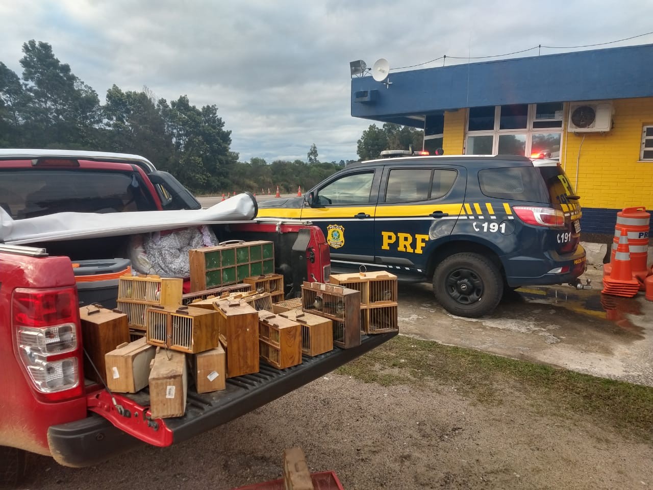 PRF resgata 117 pássaros silvestres em São Lourenço do Sul