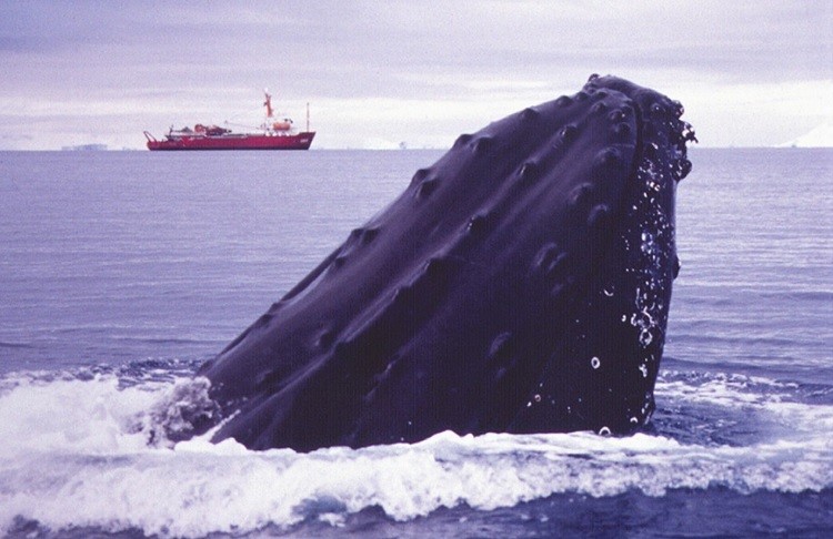 Furg participa de projeto de pesquisa internacional sobre os impactos climáticos nas baleias