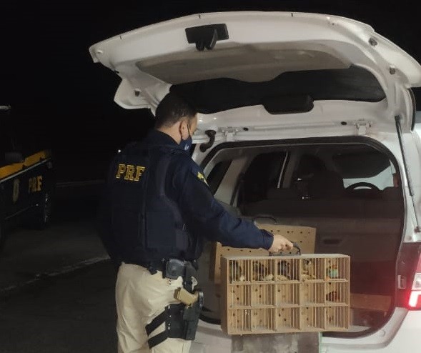 PRF flagra transporte ilegal de 120 aves silvestres na BR 116, em Pelotas