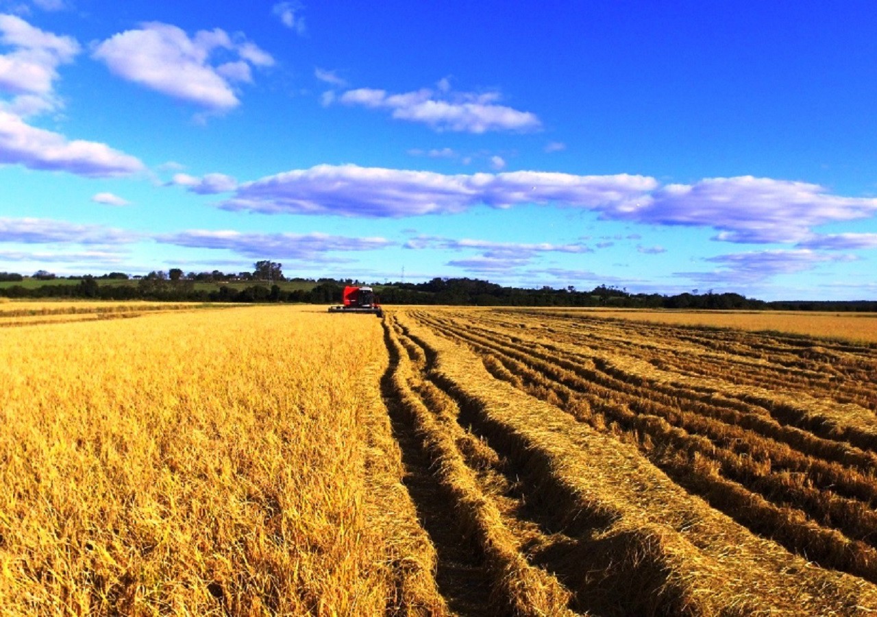 Produtores da região estão otimistas com a safra do arroz
