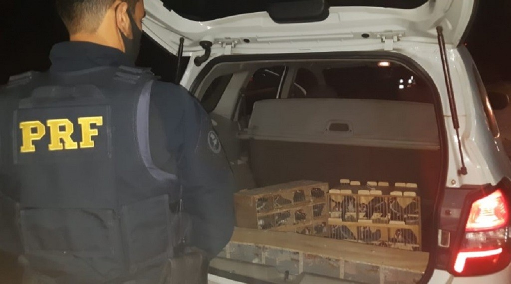 PRF resgata 120 pássaros silvestres em Pelotas