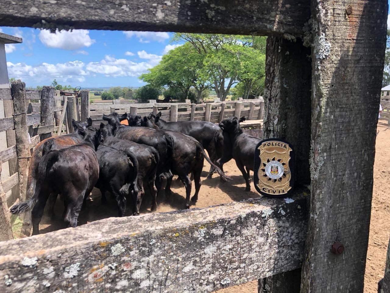 Polícia Civil recupera 14 novilhas em operação de combate ao Abigeato