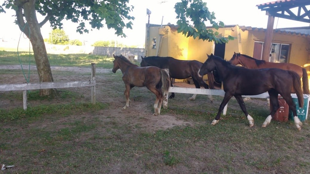 Secretaria do Cassino apreende equinos soltos em via pública 