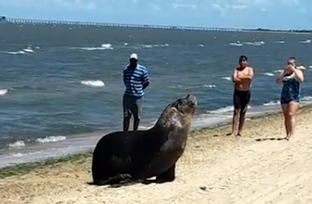 Leão-marinho é visto descansando na Praia do Laranjal em Pelotas
