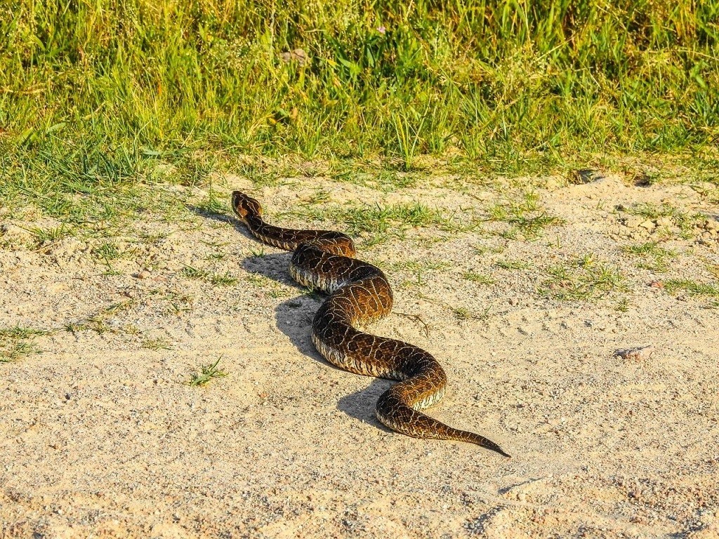 Elevação de temperatura propicia aparição de cobras em espaços urbanos