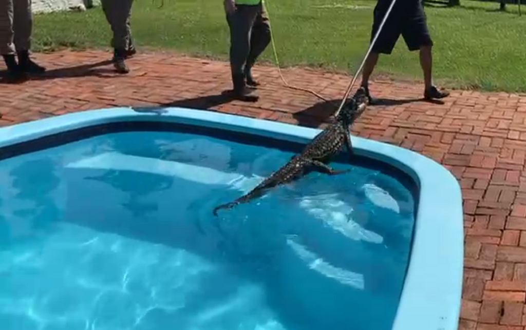 Jacaré é encontrado dentro de piscina no bairro Senandes em Rio Grande