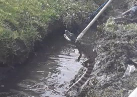 Jacaré é encontrado dentro de valeta no bairro São Miguel, em Rio Grande