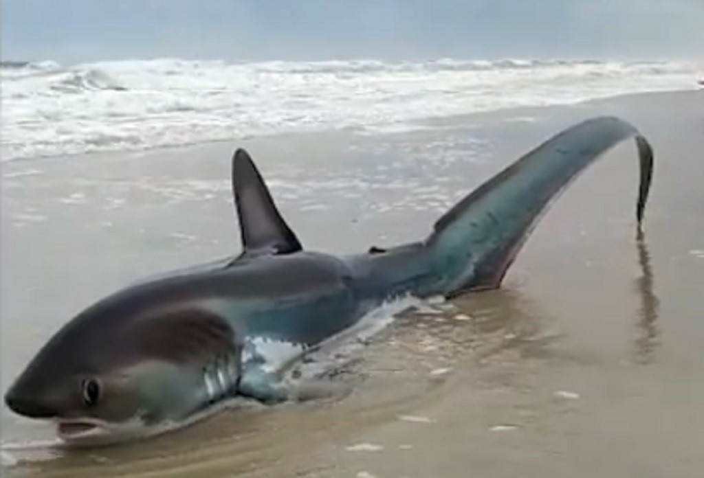 Tubarão é encontrado na beira de uma praia na Costa Gaúcha