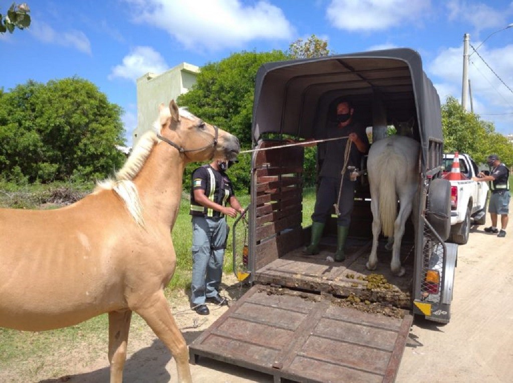 Executivo recolhe nove cavalos em situação de abandono em Rio Grande