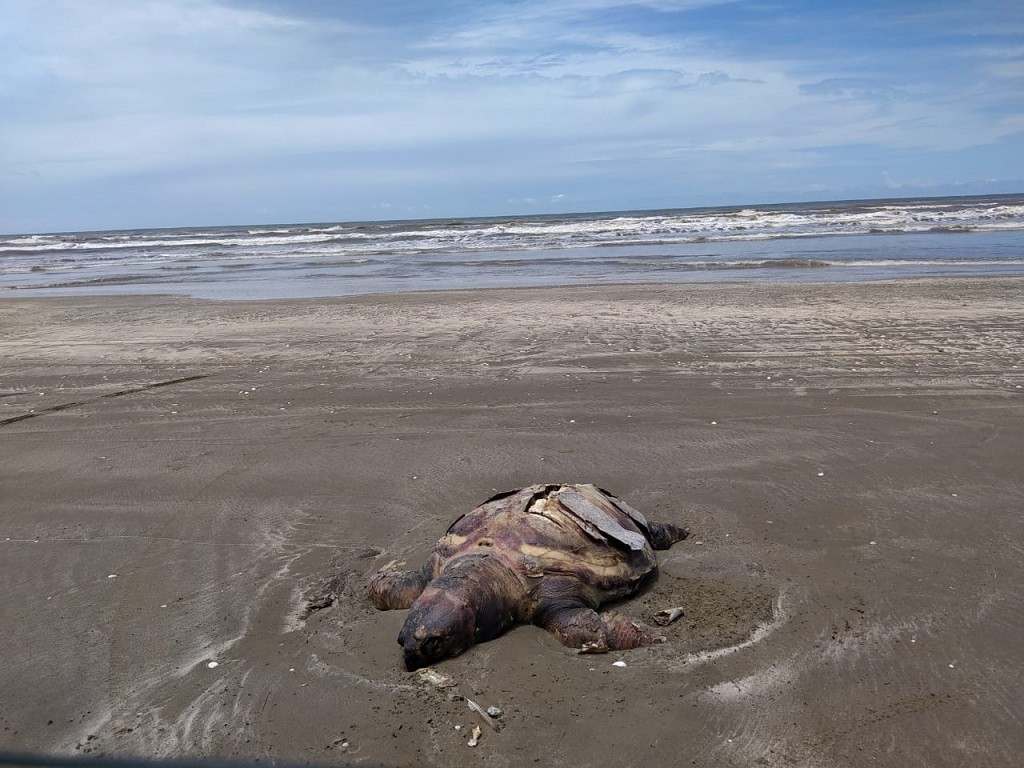 Mortandade de tartarugas marinhas na Praia do Cassino tem relação com a pesca de arrasto