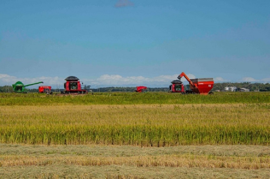 31ª Abertura Oficial da Colheita do Arroz ocorre nesta terça-feira 