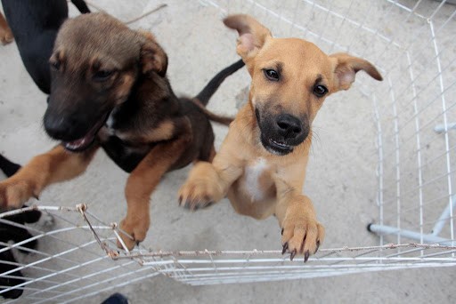 Coordenadoria dos Animais faz chamamento para adotantes que ainda não tiveram seus animais domésticos castrados
