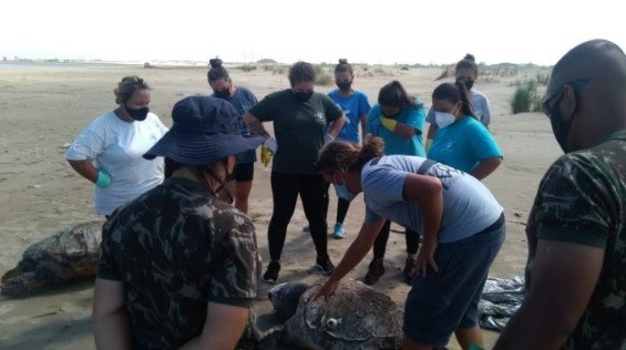 Cinco tartarugas marinhas mortas foram removidas da Praia do Cassino no início deste mês