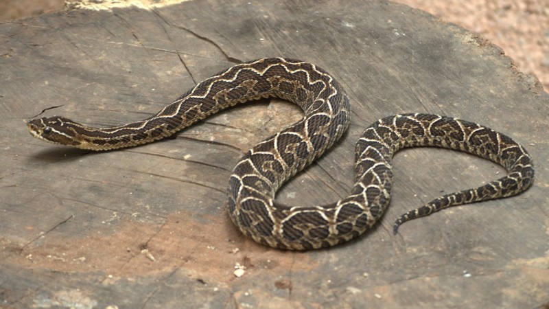 Nortenses feridos por cobras recebem tratamento somente em RG