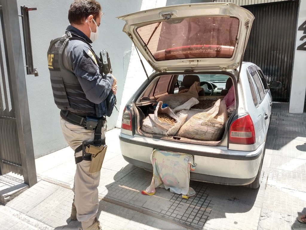PRF apreende quase meia tonelada de camarão transportado sem refrigeração 