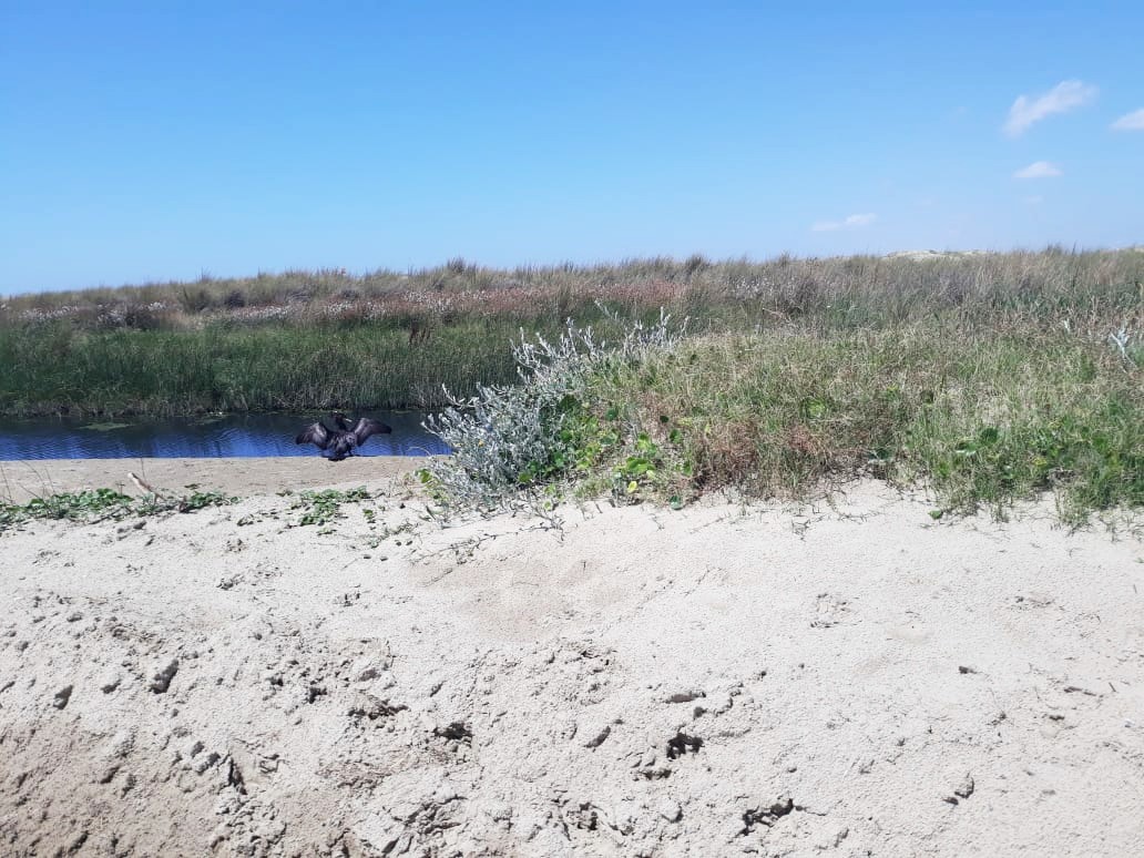 Mutirão de limpeza será feito nas dunas da Praia do Cassino no final de semana
