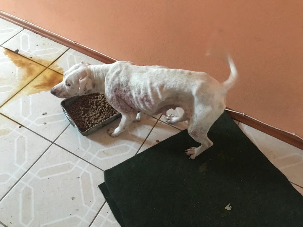 Homem é preso por maus tratos a animais em Rio Grande