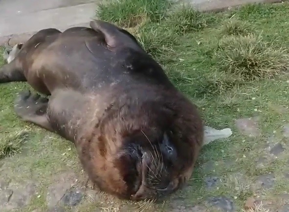 Leão Marinho aparece descansando na Doca do Mercado Público em Rio Grande