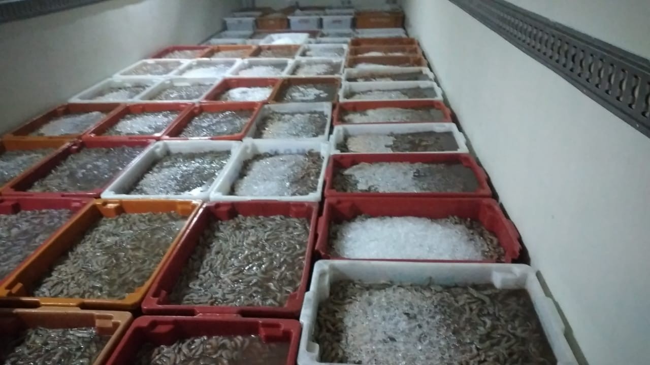 Mais de 25 toneladas de camarão ilegal foram apreendidos na Região Sul