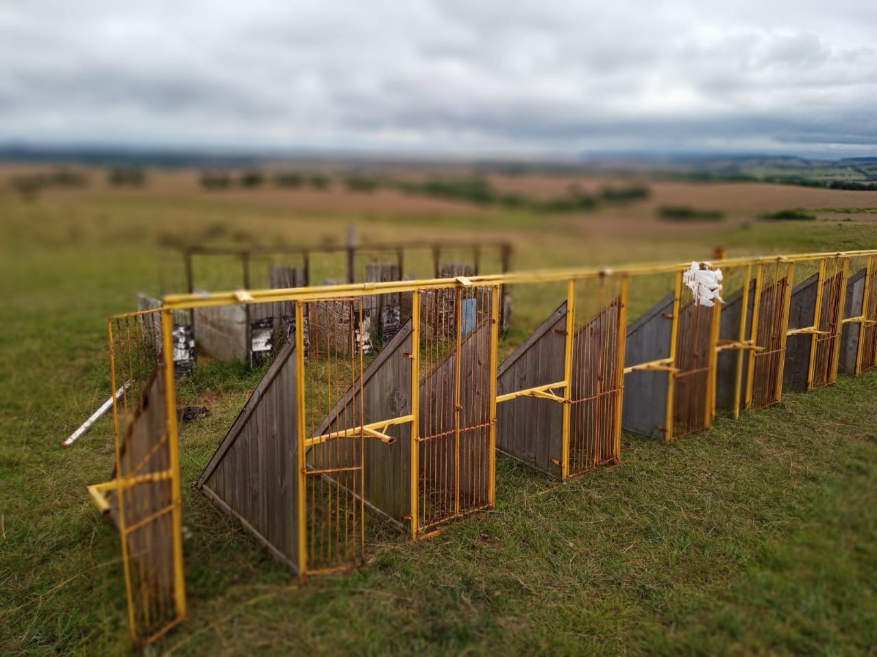 Assembleia aprova lei que proíbe corrida de cães no Rio Grande do Sul