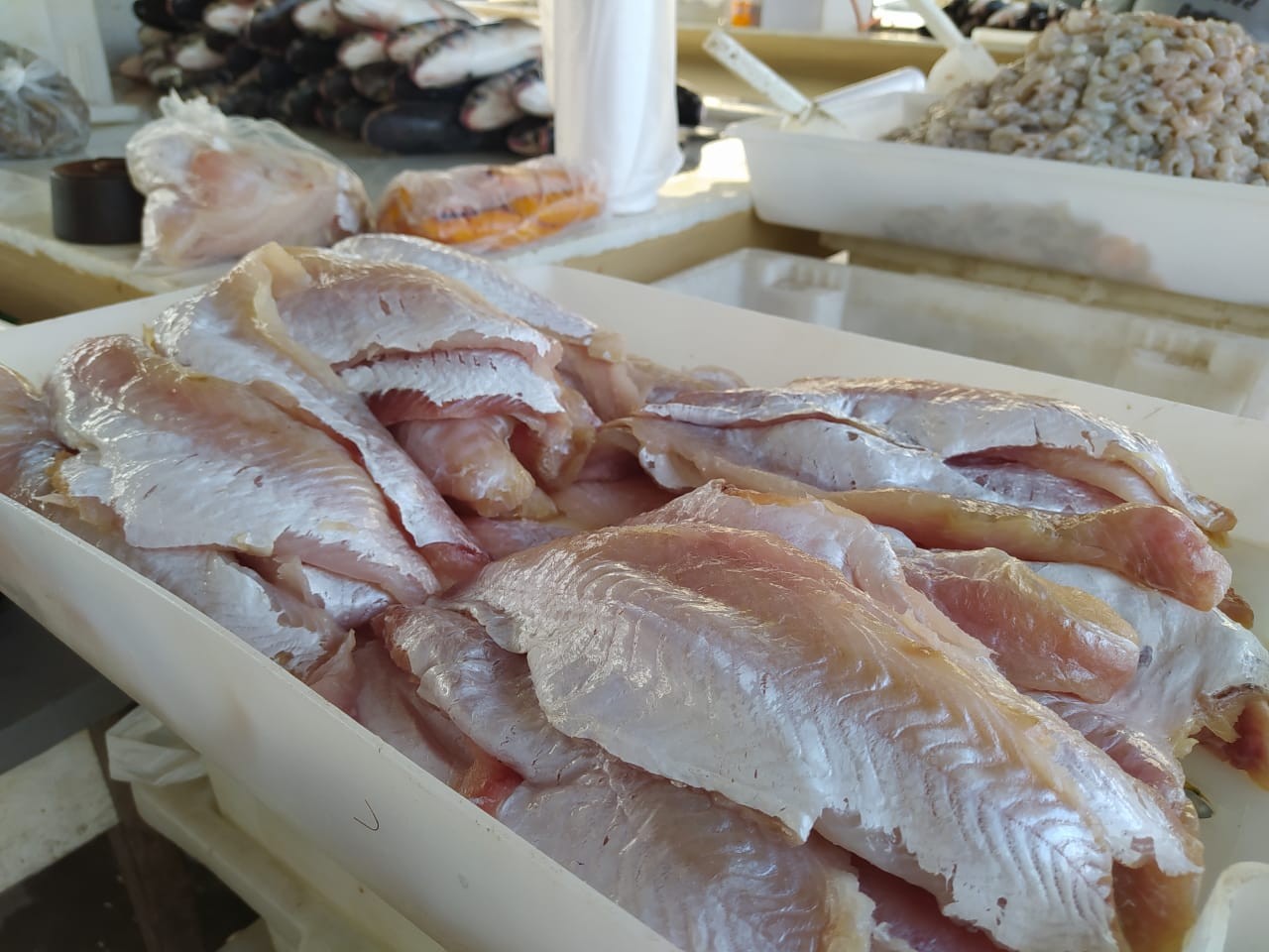 Feira do Peixe 2021: mais de 20 toneladas de pescados foram comercializadas em Rio Grande