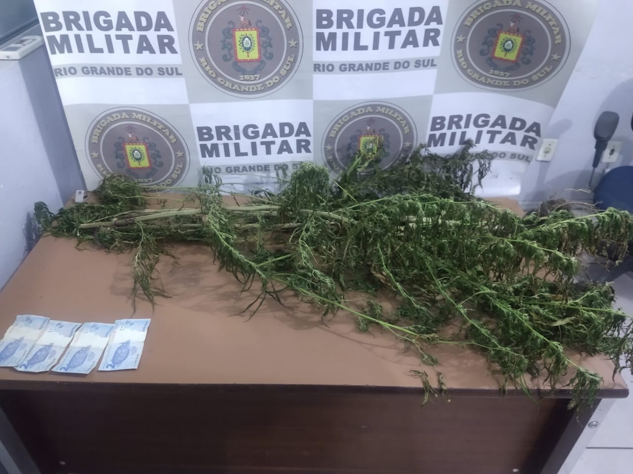 Brigada Militar de Pelotas prende mulher com planta de maconha