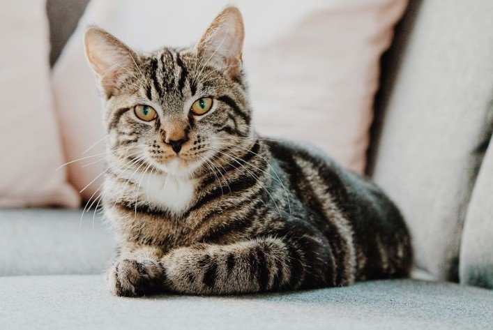 'Gatos não são transmissores do coronavírus', garante veterinária Raquel Nunes