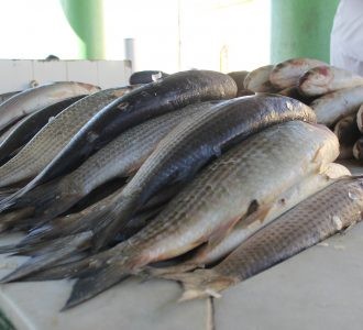 Feira do Peixe abre oficialmente nesta quarta-feira com 23 pontos de venda na cidade