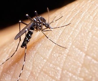 Mutirão de combate ao mosquito da dengue será realizado no bairro São Miguel nesta quarta-feira (12)