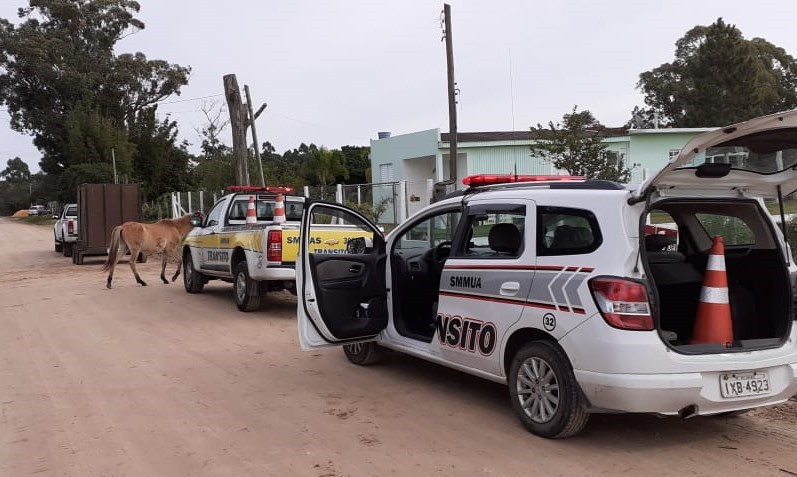 Prefeitura do Rio Grande recolhe nove cavalos em situação de abandono