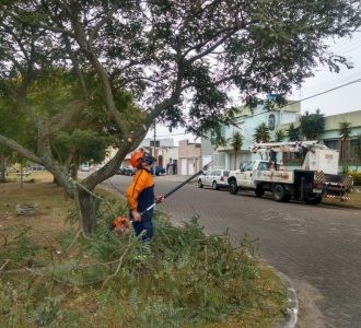 Defesa Civil divulga cronograma de poda de árvores em Rio Grande