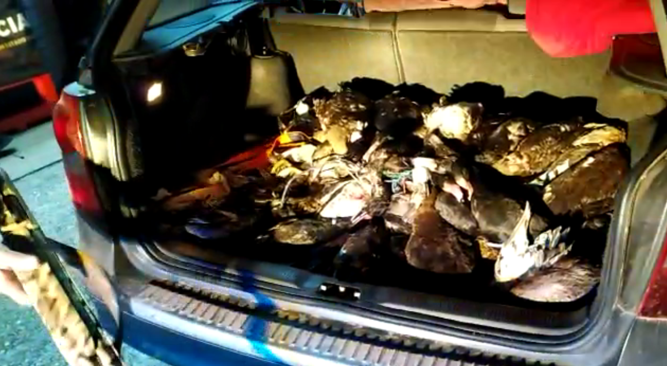 PRF prende quatro pessoas por crime ambiental em Pelotas 