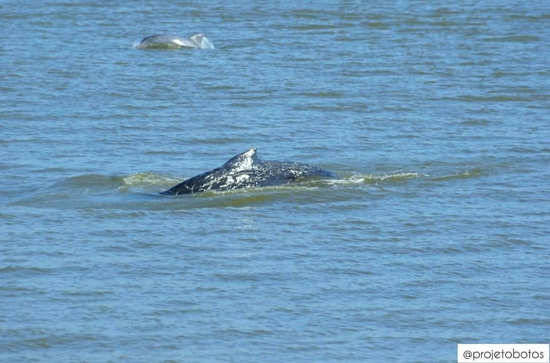 Baleia-jubarte é vista nos Molhes da Barra, em Rio Grande