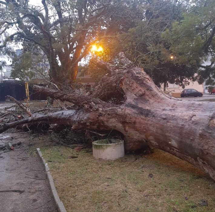 Mais de 15 árvores tombaram em Rio Grande por causa do vento forte